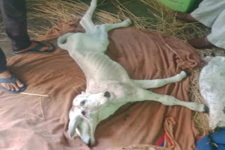 cow-gave-birth-to-a-two-faced-calf-in-gohana