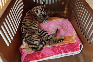 Third tiger cub dies of starvation in Karnataka