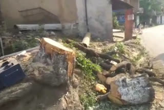 Public Works Department hamirpur cut down trees in fifteen days on people demand