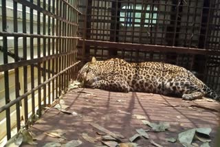 leopard caught by haveri forest department