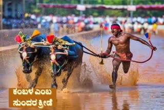 kambala-a-famous-folk-sports-entertains-people-from-last-several-decades