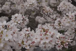 cherry blossoms