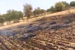 paddy crops caught fire in panna