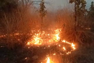 fire in the forest of buffer zone