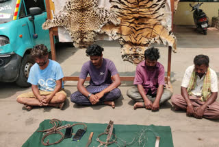 Tiger, leopard hunters arrest