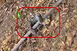 Leopard captured by villagers in Mandya