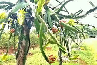 dragon fruits cultivation