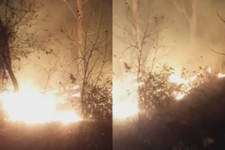 forest fire nahan