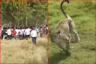 villagers-beat-leopard-in-mandsaur