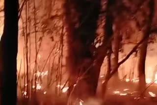 Fire in Bandhavgarh Tiger Reserve