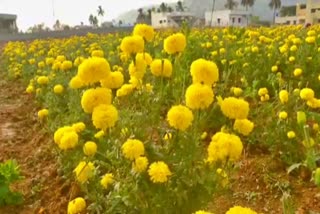 ಹೂಗಳ ಬೆಲೆ ಕುಂಟಿತ