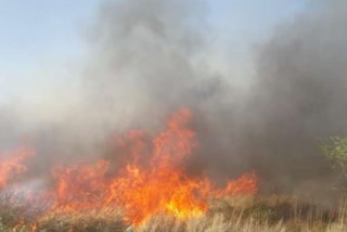 yamuna-town-forest-caught-fire