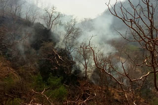 Fire in Kumbhalgarh Wildlife Sanctuary , pali news