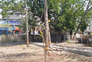 Felling of trees in university, vice chancellor gave instructions for action