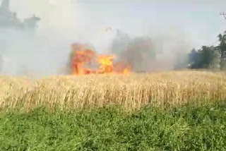 Several acres of wheat crop burnt to ashes in Kashipur