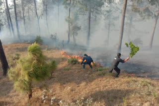 forest fire reach near Eda village