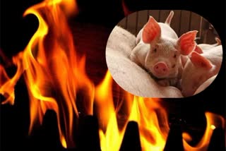 55 thousand pigs dead in a fire accident