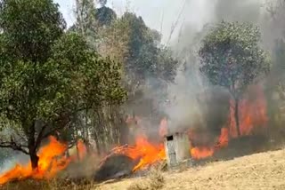 unknown-people-set-fire-in-forest-in-koderma