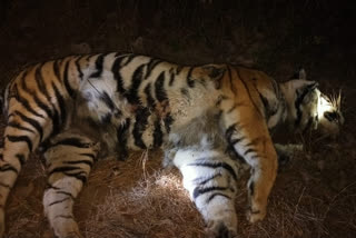 Tigress carcass