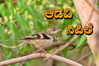 Forest wagtail in Karnataka