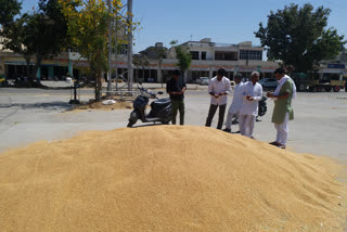 wheat procurement has started in gohana anaj mandi