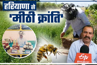 bee farming haryana,  मधुमक्खी पालन हरियाणा