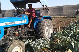 Farmer ruined cabbage crop, किसान गोभी फसल बर्बाद