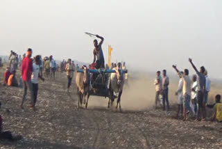 State-level Bullcart competition in Haveri