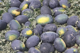 Loss of watermelon crop due to lockdown