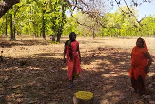 Mahua becomes a means of livelihood