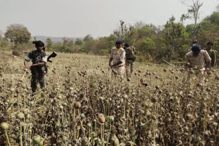 opium cultivation was destroyed in ranchi
