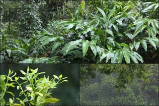 cardamom area in Idukki  Summer rain in idukki  ഇടുക്കി ഹൈറേഞ്ച്  idukki highrange  കർഷകർക്ക് ആശ്വാസമായി വേനൽ മഴ  cardamom farming  ഏലക്കൃഷി