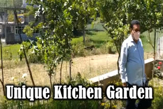 Himachal Pradesh: Physics teacher grows over 400 plants in his kitchen garden