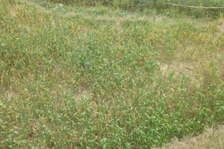 wheat crop destroyed due to lack of rain