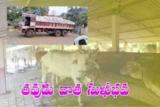 cow-feed-donation