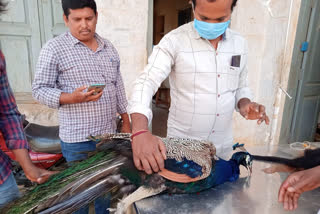 peacock died in anantapuram