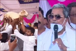 mlc-gopalaswamy-honored-siddaramaiah-with-sheep