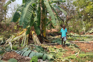 elephants crushed crop in Buruhatu Amtoli village of Gumla