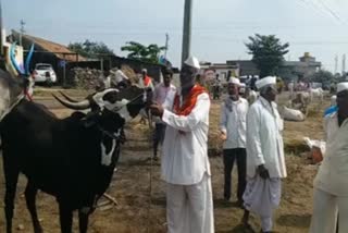 Sale of cattle due to scarcity of water and grass