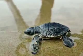 olive-redley-sea-turtle-chicks-rescued-in-karwar
