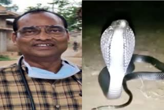 snake in room of mla kk dhruv