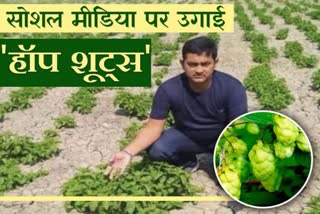 claim-of-cultivation-of-hop-shoots-in-bihar-is-false