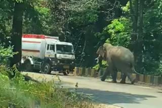 elephant problem at shiradi ghat