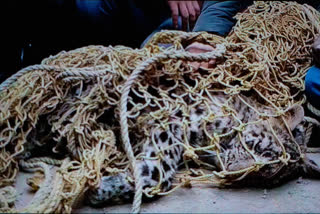 leopard captured alive by wildlife department in budgam
