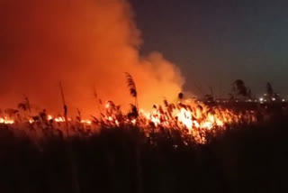 A huge fire spread of forest near Nirankari Ground