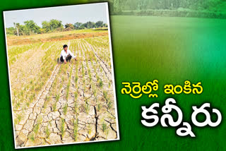farmers, Losses to agricultural farmers