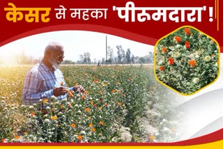 Saffron Cultivation News