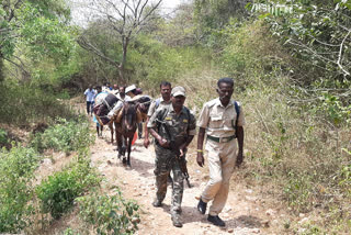 குதிரை மீது ஏற்றி வாக்கு பெட்டிகள்