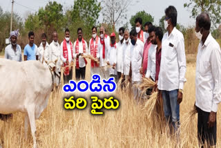 karimnagar district news, paddy cultivating no water