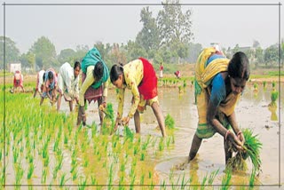 Small farmers are distressed in India